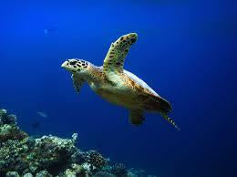 June 16th is World Sea Turtle Day!