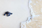 Baby Sea Turtle 